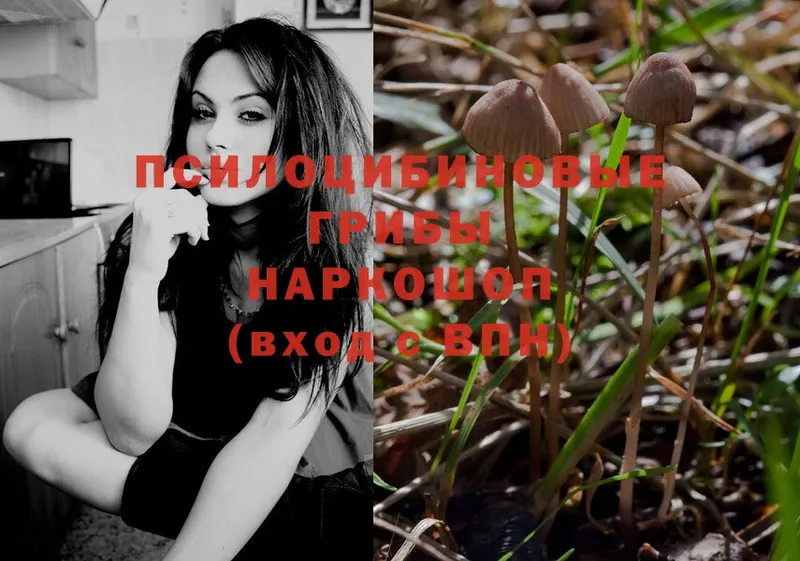 где найти   Керчь  Галлюциногенные грибы Psilocybe 